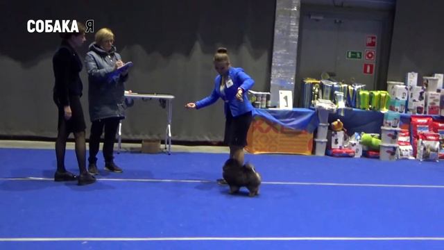 Шпиц. Выставка собак Старая охота 30.05.21 Собака я. Spitz. Dog Show смотреть онлайн