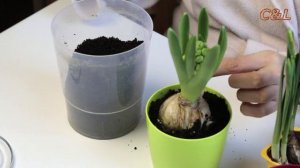 Пересадка первоцветов. Гиацинт после покупки переселяется в более удобный горшок