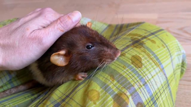 Лечу крысу Казимиру ушки смотреть онлайн