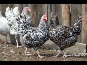 Пушкинская порода кур. Пушкинские куры.