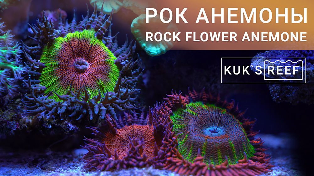 Рок анемоны в морском аквариуме | Rock Flower Anemone смотреть онлайн