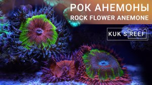 Рок анемоны в морском аквариуме | Rock Flower Anemone