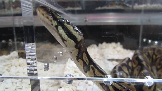 REPTICON | Jacksonville, FL 2021 + New Snake Pick Up! What Ball Python Morph Did I Get??! смотреть онлайн