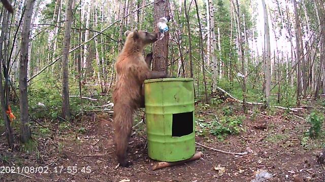 Медведи на приваде 2021 г. Видео с фотоловушек. смотреть онлайн
