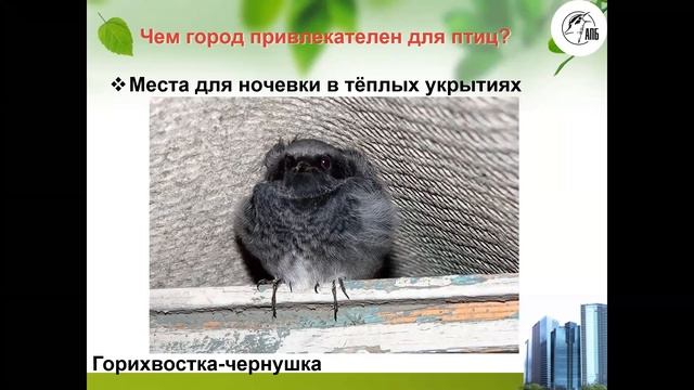 Птицы города за час. Дикая лекция о городских птицах. смотреть онлайн