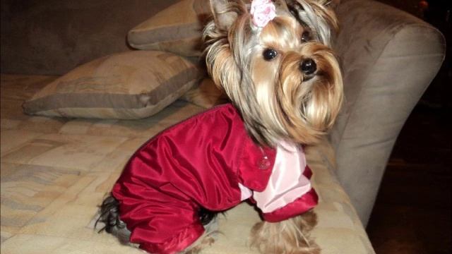 Йоркширский терьер от 2,5 месяцев до взрослой собачки смотреть онлайн