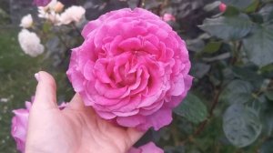 Роза Chartreuse de Parme (Delbard) Шартрез де парм.