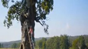 восточный ветер 4