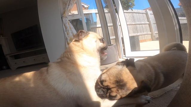 How to... PUG FIGHT! Cutest Pug fights EVER!! ??? смотреть онлайн