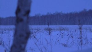 Охота на лисицу с манком!!! Сам не ожидал такого!!!