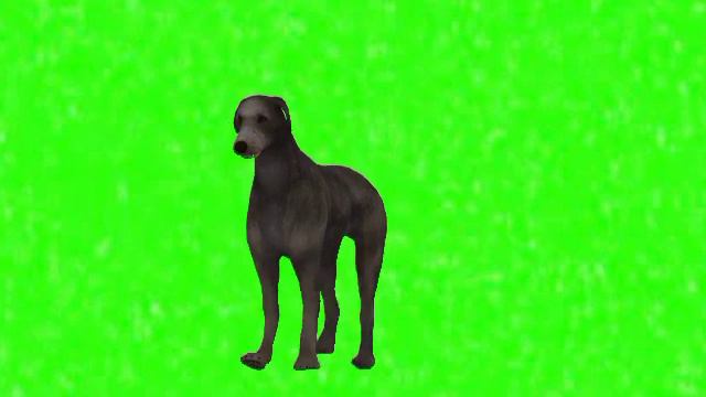 Green Screen Doberman Pinscher Dogs Walking turn Right | Green Screen Black Dog Dogs Walk turn Righ смотреть онлайн