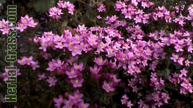 Золототысячник (центаврия) - лекарственная трава, растение смотреть онлайн