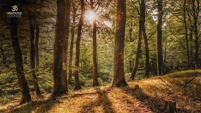 Entspannungsmusik Klavier | Natur Waldgeräusche Vögel | Musik Zum Entspannen