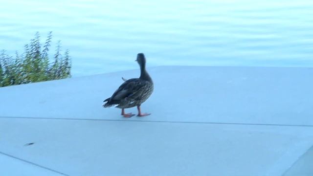 Режим изобилия или режим дефицита смотреть онлайн