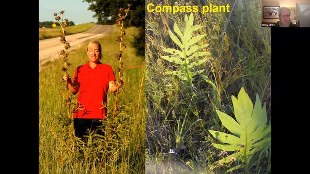 Jan 2021 Meeting: Fifty Shades of Green Lite: Neat Natives for Your Landscape смотреть онлайн