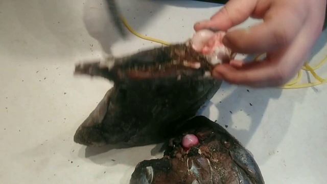 Бастурма из говядины, вяленая косуля. смотреть онлайн