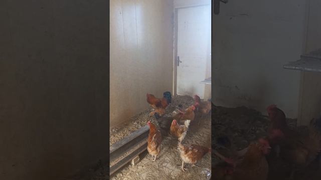 Ломан браун смотреть онлайн
