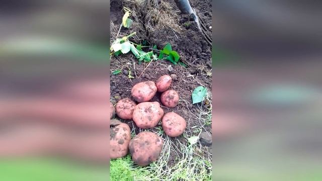 КАРТОФЕЛЬ БЕЗ ПРОВОЛОЧНИКА И ХИМИИ смотреть онлайн