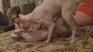 Вязка сфинкса