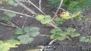 Когда и как пересаживать смородину?