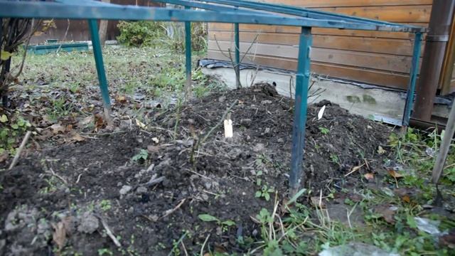 Укрытие любых роз на зиму. Октябрь-Ноябрь. смотреть онлайн