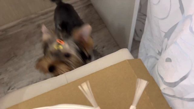 Влог/31 октября 2022 г./Тестирую робот пылесос с функцией влажная уборка смотреть онлайн