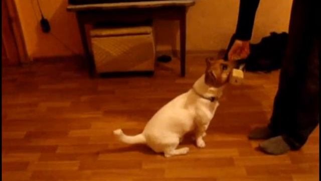 Коррекция неправильной посадки с апортом смотреть онлайн