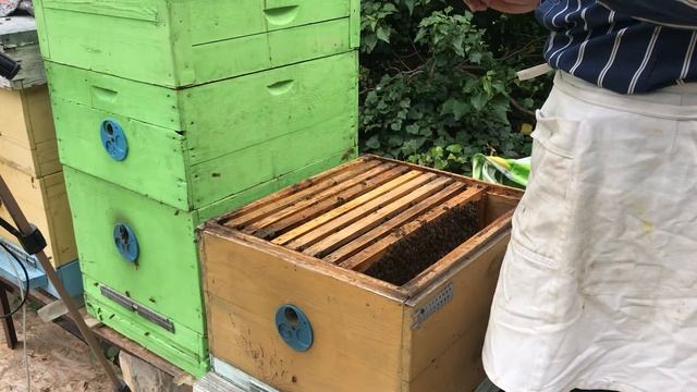 Пчёлки Крайние жёлт бел 26.05.2020.