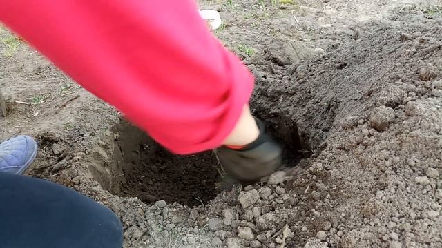 КОЛОНОВИДНЫЕ сливы, груши, черешня. Посадка саженцев. смотреть онлайн