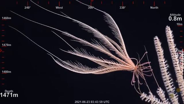 ROV Dive 429 Titov Southeast Ridge YouTube Google Chrome 2021 06 23 11 09 38 смотреть онлайн