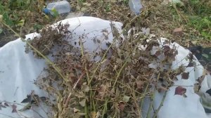 Укрываем куст ежевики на зиму