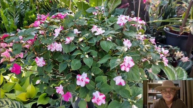 10 ไม้ดอกสวยงาม จัดสวนสวย Beautiful Flowers, Beautiful Garden