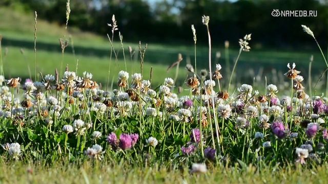 Совместимость: женщина-овен и мужчина-телец