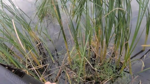 ТАКОГО открытия охоты ДАВНО НЕ БЫЛО. Охота на утку. Охота на утку 2022. смотреть онлайн