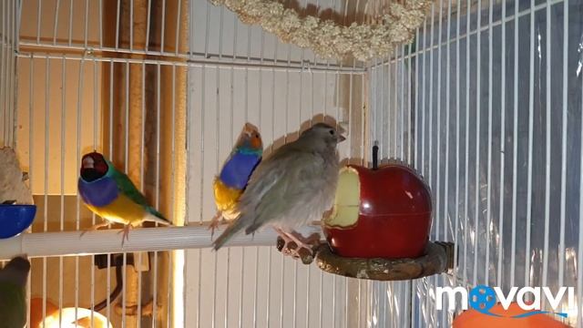 Свойства кормов для Амадин смотреть онлайн