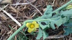 Как вырастить арбузы в средней полосе. Личный опыт.mp4