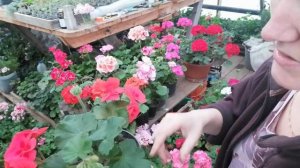 Большой ОБЗОР Зональных пеларгоний. Ставка на ДВУХЦВЕТНЫЕ сорта для круглогодичной  продажи.
