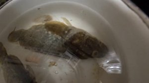 оживет ли РОТАН после заморозки? ЭКСПЕРЕМЕНТ!! /