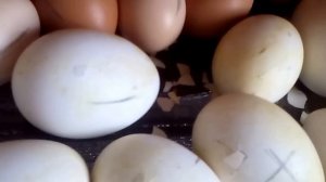 Вывод гусят пошагово - от наклева до вывода.