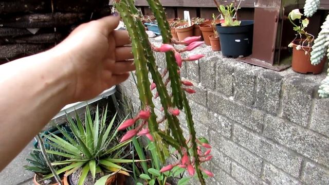 My Aporocactus Flagelliformis & Aporocactus Mallisonii 'Rat's Tail Cacti In Bloom