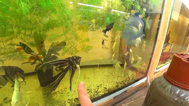 Зачем я влил столько синьки что вся личинка пропала смотреть онлайн