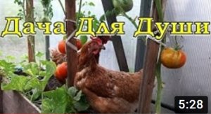 КУРЫ с птицефабрики: покупать несушек или нет? Разница с деревенскими???