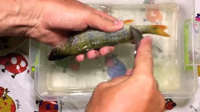 КАК ЧИСТИТЬ ОКУНЯ . БЫСТРО И ПРОСТО . КАК ПОЧИСТИТЬ ОКУНЯ . ЧИСТКА ОКУНЯ смотреть онлайн