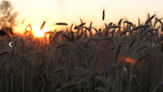 Photo gallery built with react-motion смотреть онлайн