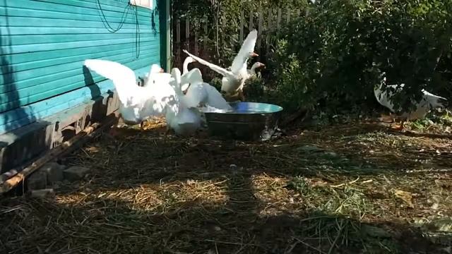 Гуси Линдовские смотреть онлайн