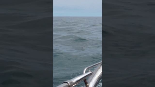 Mer a perte de vue смотреть онлайн