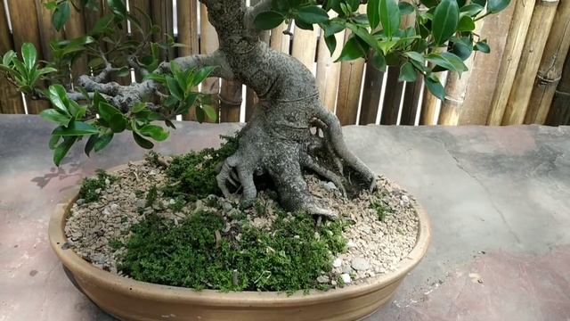 Ficus retusa bonsai смотреть онлайн
