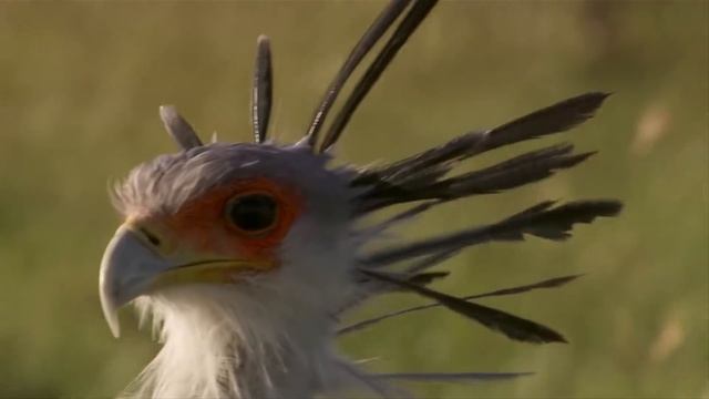 Птица-секретарь. Грациозная УБИЙЦА ЗМЕЙ! Хищная птица Африки против змеи! смотреть онлайн