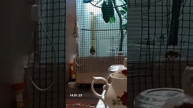 зарянка в домашние условия смотреть онлайн