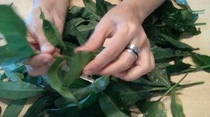 РАЗМНОЖАЮ ФЛОКСЫ МНОГОЛЕТНИЕ - ЧЕРЕНКАМИ.